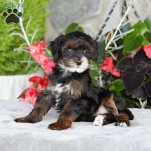Rosie, Yorkie Poo Puppy